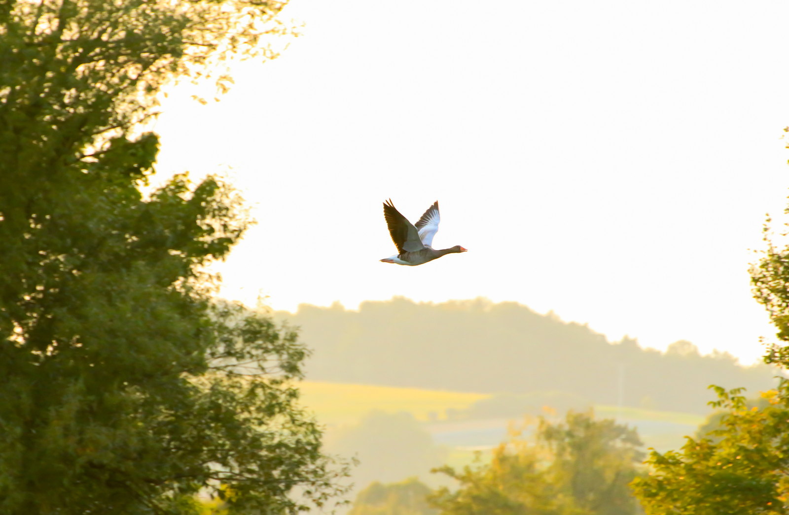 birdwatching in Vancouver