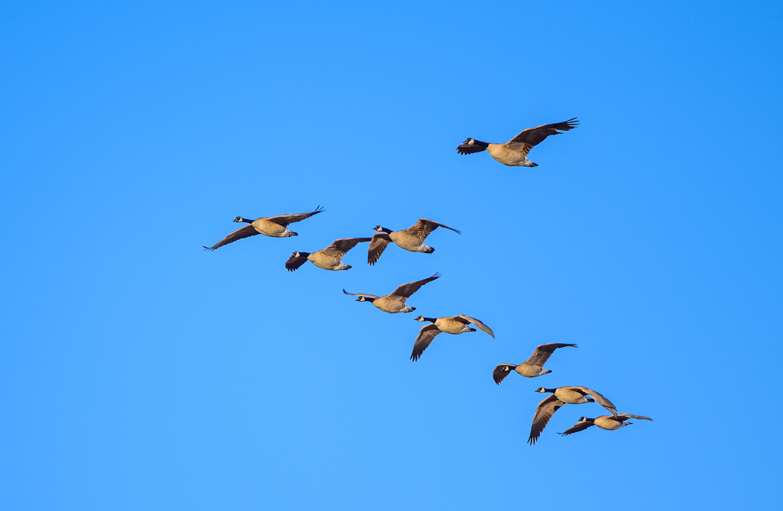 birdwatching in Vancouver