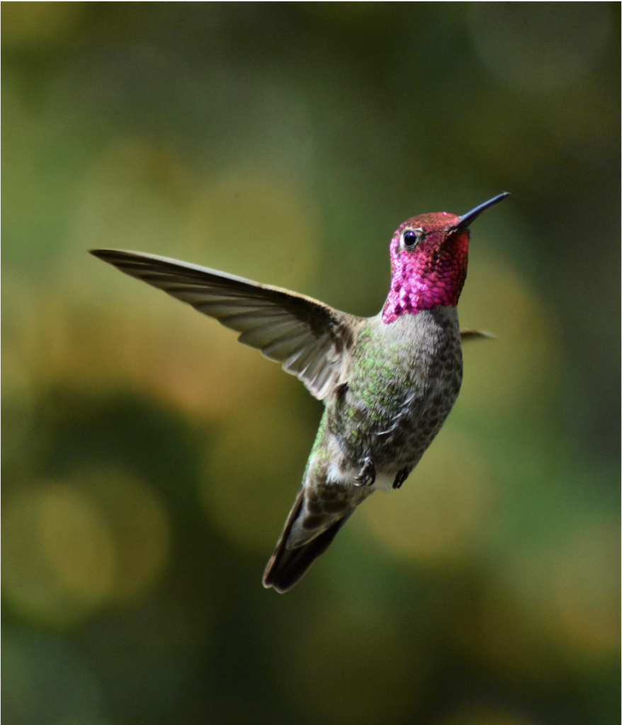 birdwatching in Vancouver